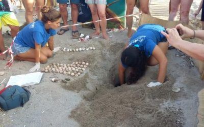 FCTs en la costa oeste del Peloponeso: rescatando y cuidando tortugas