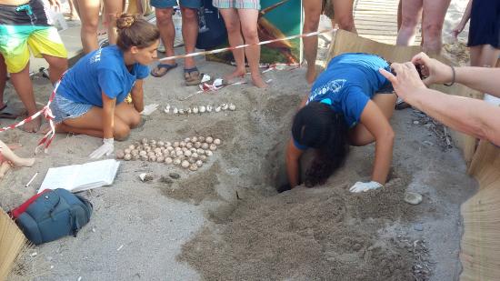 FCTs en la costa oeste del Peloponeso: rescatando y cuidando tortugas