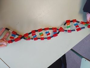 Erasmus+ en acción: maquetas de ADN a través del trabajo cooperativo en Biología